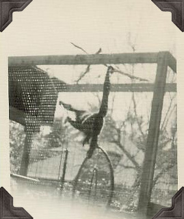 1961-cindyloumonkey2a.jpg (36793 bytes)